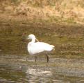 Little Egret