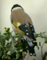 Goldfinch