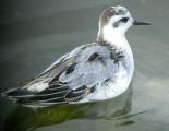 Grey Phalarope
