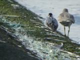 Red Knot