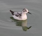 Grey Phalarope