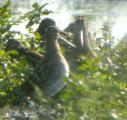Snipe