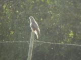 Buzzard