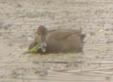 Gadwall