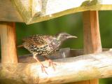 Starling