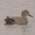 Gadwall