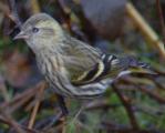 Siskin