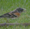 Brambling