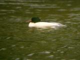 Goosander