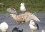 Glaucous Gull
