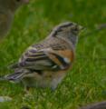 Brambling