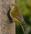 Greenfinch