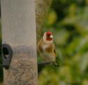 Goldfinch