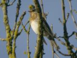 Fieldfare
