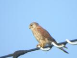 Kestrel