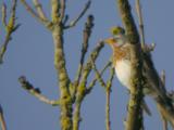 Fieldfare