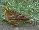 Yellowhammer