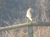 Barn Owl