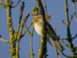 Fieldfare