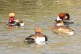 Red-crested Pochard