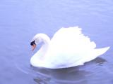 Mute Swan