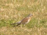 Fieldfare