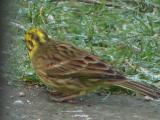 Yellowhammer