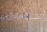 Garganey
