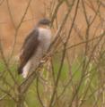 Sparrowhawk