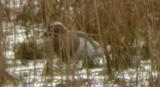 Garganey