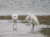 Little Egret