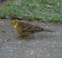 Yellowhammer
