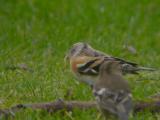 Brambling