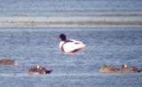 Shelduck
