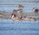 Pintail