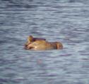Gadwall