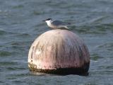 Common Tern