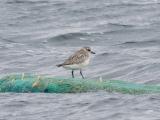 Grey Plover