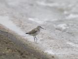 Dunlin