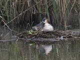 Great Crested Grebe