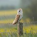 Barn Owl