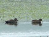Gadwall