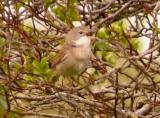 Whitethroat