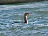 Shag