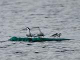 Sanderling