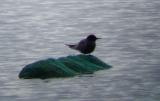Black Tern