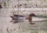 Garganey