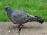 Stock Dove