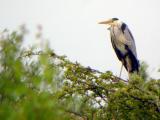 Grey Heron