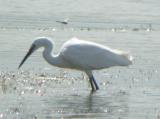 Little Egret